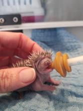 egel baby drinkt pap