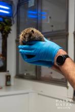 egel in handen verzorger