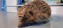 egel met abcessen ter hoogte van het hoofd