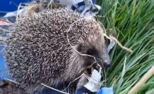 egel wordt vrijgelaten