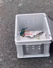 ijsvogel in box klaar om vrij te laten