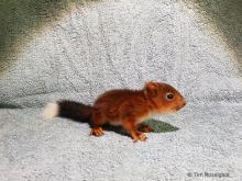 rode eekhoorn jong met zwarte staart en witte punt