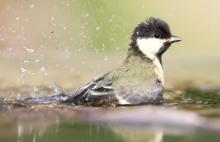 vogels hebben nood aan water