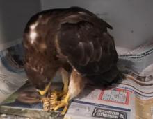 wespendief eet darrenbrood
