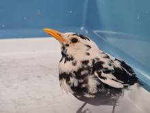 marmer merel