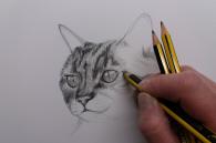 claire tekent cat