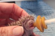 egel baby drinkt pap