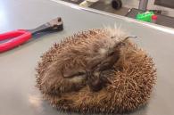 egel vast in omheiningsdraag