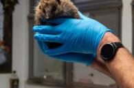 egel in handen verzorger