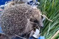 egel wordt vrijgelaten