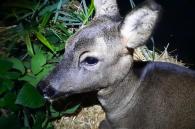 ree in onze kerststal