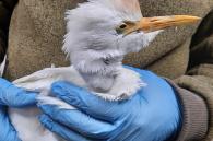 witte koereiger