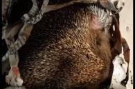 moeder egel met ukkie