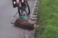aangereden ree op de baan