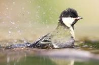 vogels hebben nood aan water