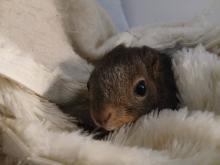 jonge dierenseizoen: eekhoorntje