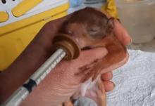 baby eekhoorntje drinkt melk