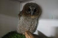 jonge dierenseizoen: uilskuiken