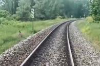 Wallabie op het spoor