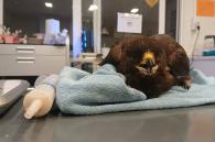 wespendief klaar voor voeding