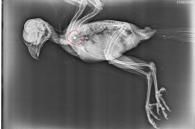 x-ray neergeschoten valkje toont kogeltje